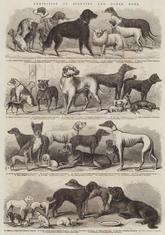 Ausstellung von Jagd- und anderen Hunden von B. Clayton