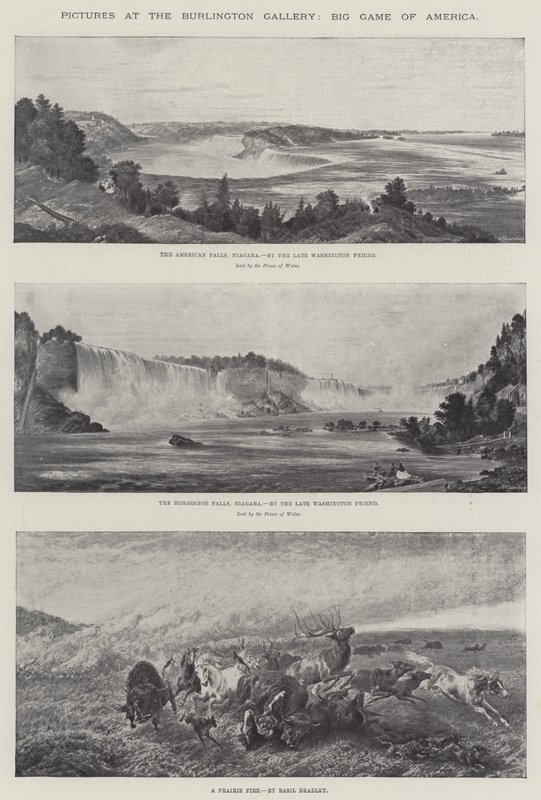 Bilder in der Burlington Galerie, Großwild Amerikas von Basil Bradley