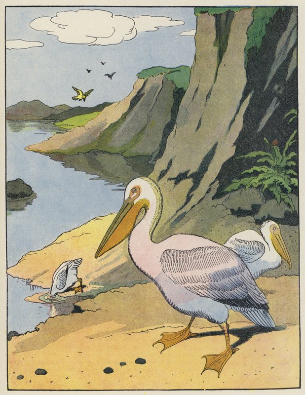 Pelikane von Benjamin Rabier