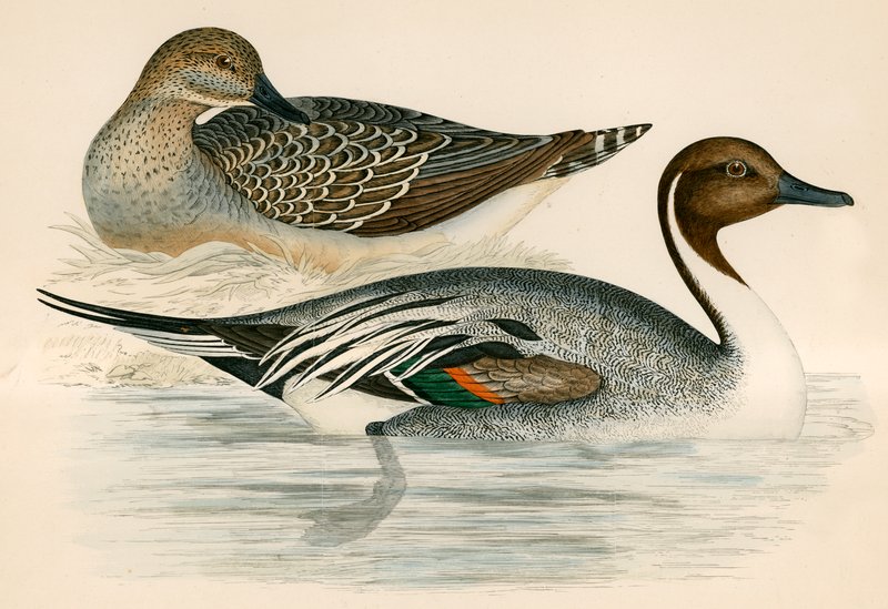 Spießente von Beverley R. Morris