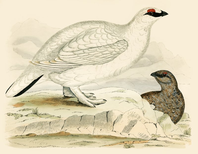 Schneehuhn von Beverley R. Morris