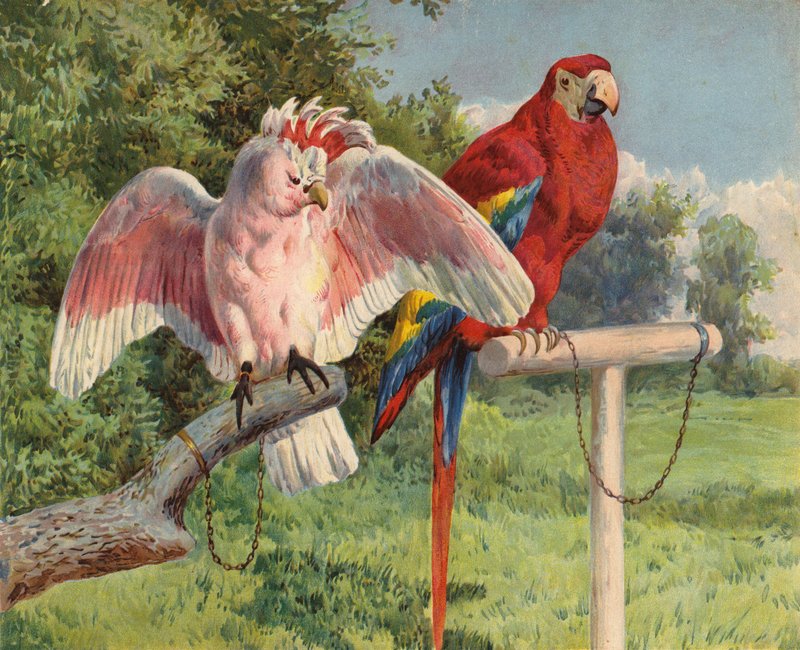 Kakadu und Ara von Charles Collins