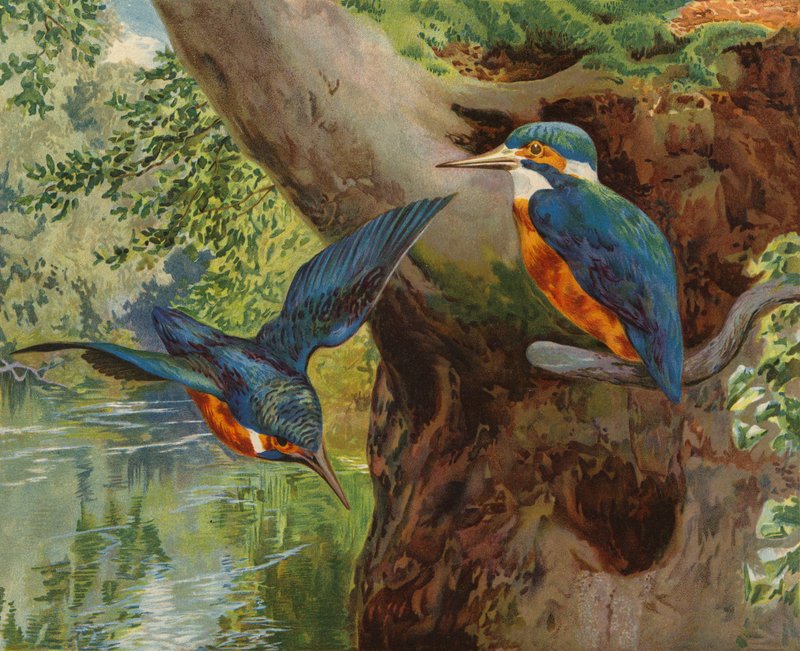 Eisvögel von Charles Collins