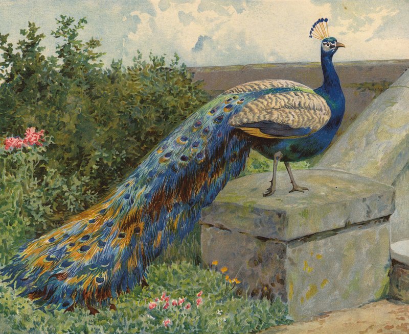 Pfau von Charles Collins
