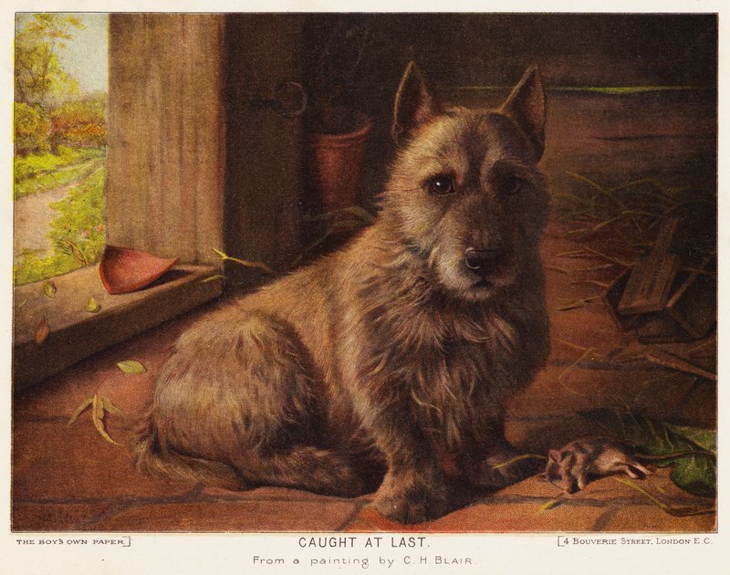 Endlich gefangen von Charles Henry Blair