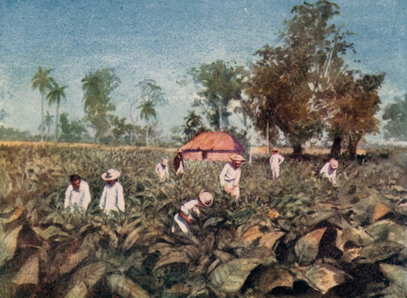 Tabakplantage, Kuba (Farblithografie) von Claude Pratt