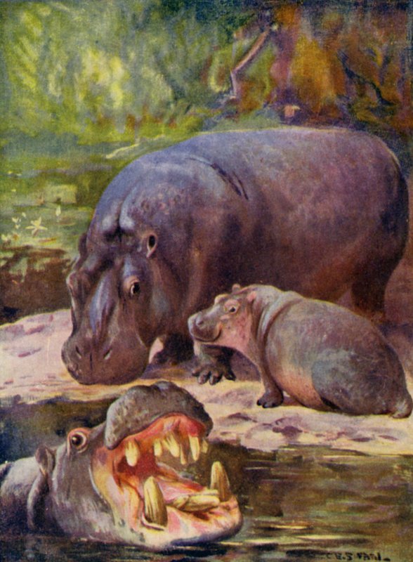 Im Zoo: Nilpferd von Cuthbert Edmund Swan