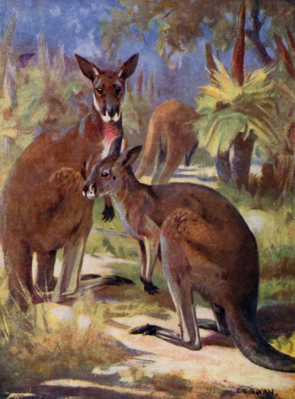 Im Zoo: Kängurus von Cuthbert Edmund Swan
