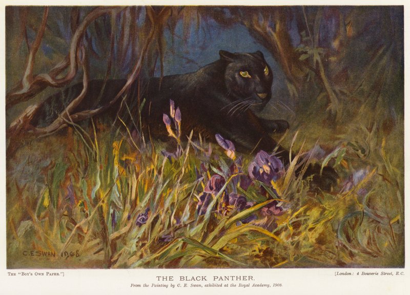 Der schwarze Panther von Cuthbert Edmund Swan