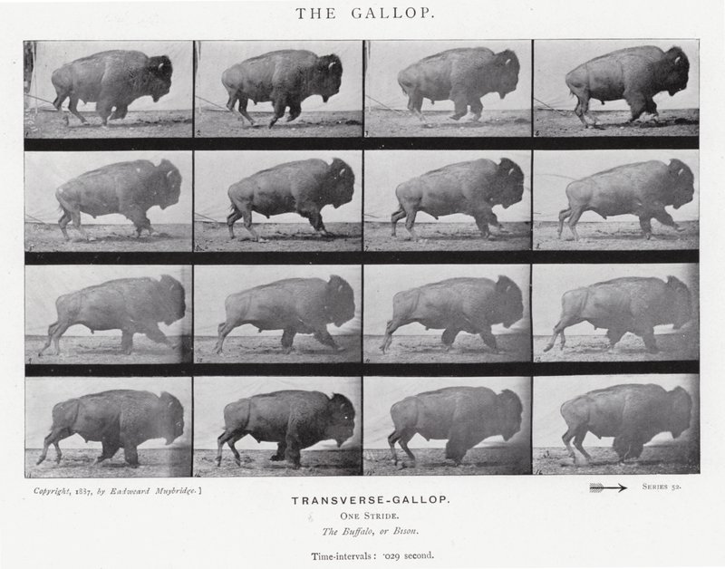 Eadweard Muybridge: Der Galopp von Eadweard Muybridge