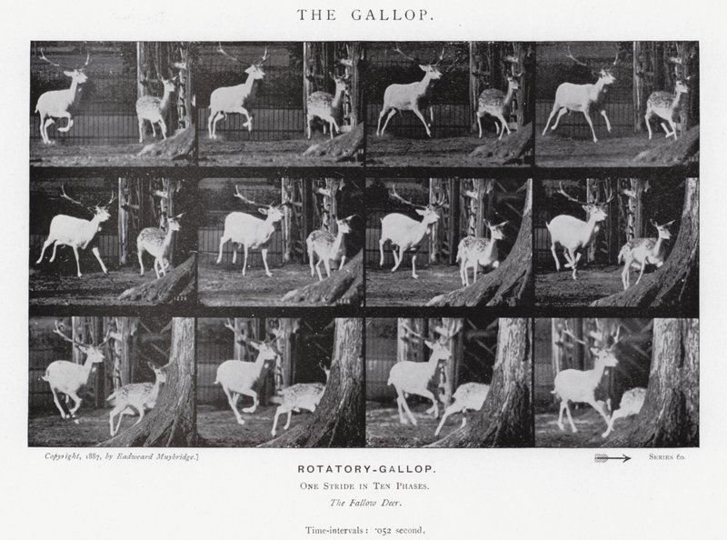 Der Galopp von Eadweard Muybridge