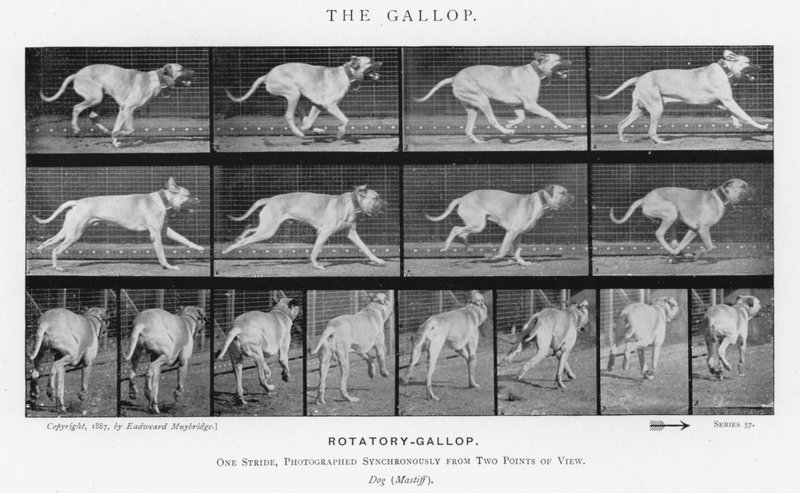 Der Galopp von Eadweard Muybridge