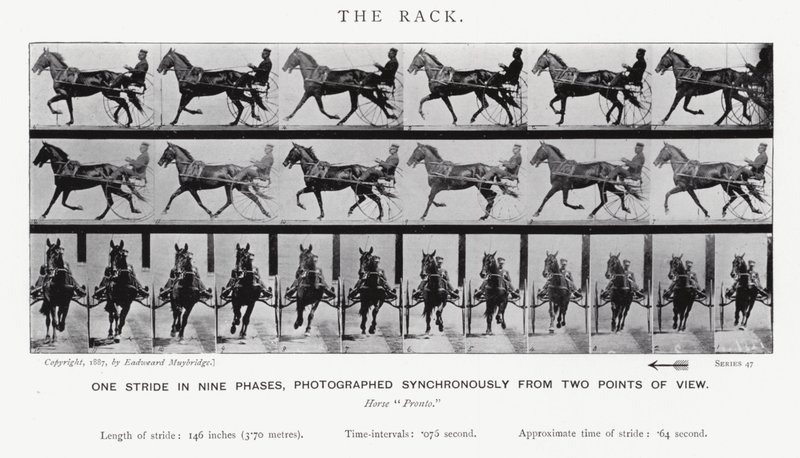 Der Galopp von Eadweard Muybridge