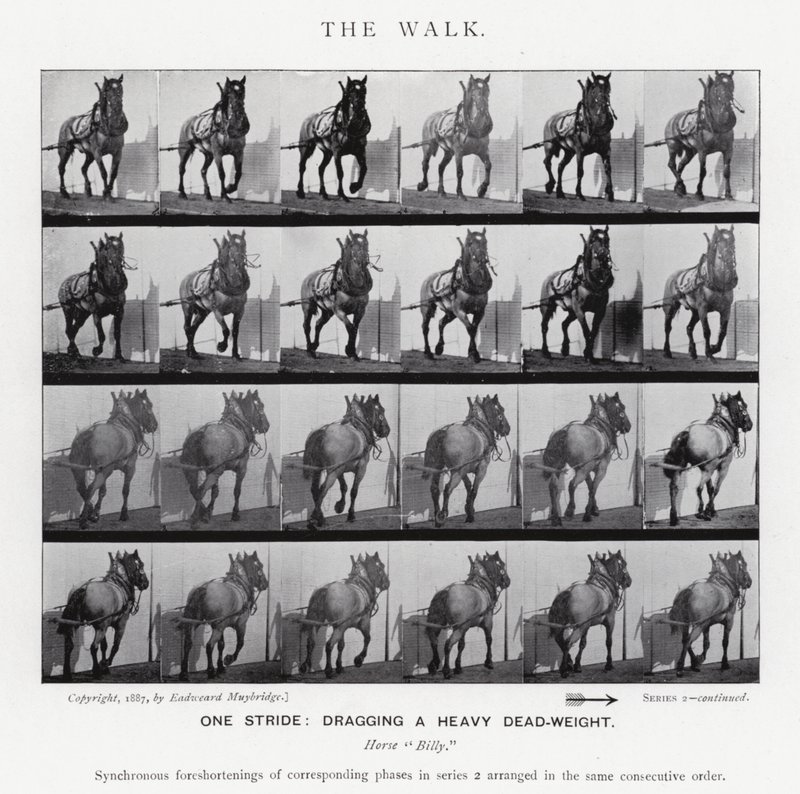 Eadweard Muybridge: Der Gang von Eadweard Muybridge