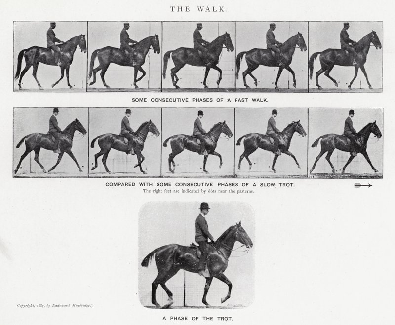 Eadweard Muybridge: Der Gang von Eadweard Muybridge