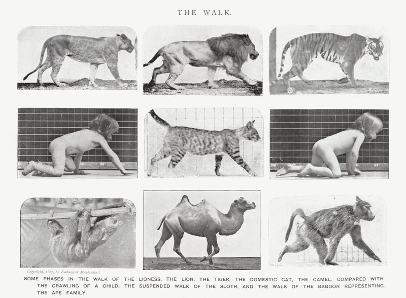 Eadweard Muybridge: Der Gang von Eadweard Muybridge