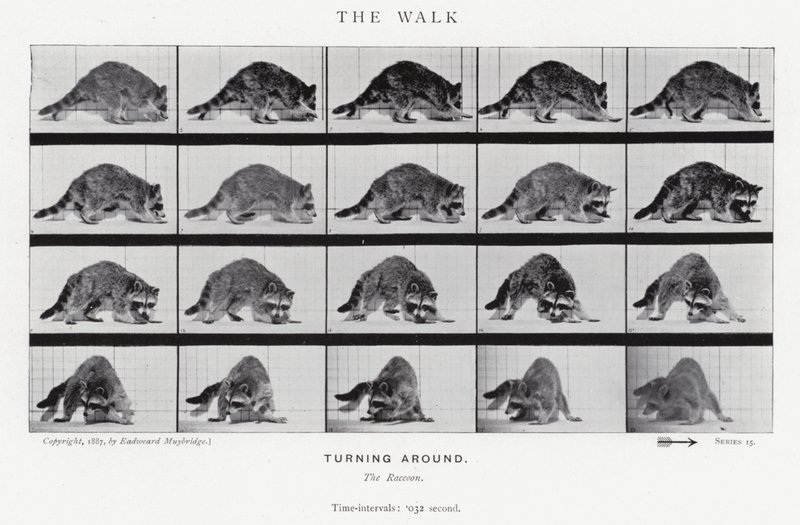 Der Spaziergang von Eadweard Muybridge