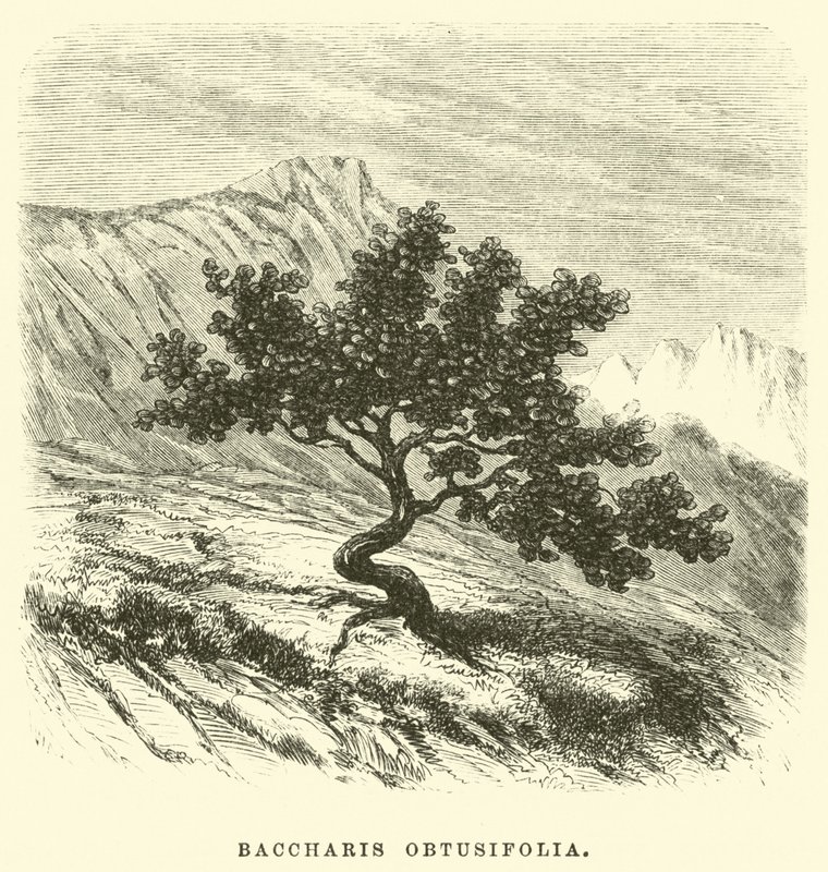 Baccharis obtusifolia von Edouard Riou