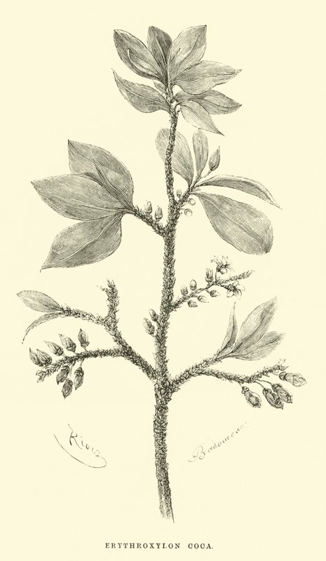 Erythroxylon coca von Edouard Riou
