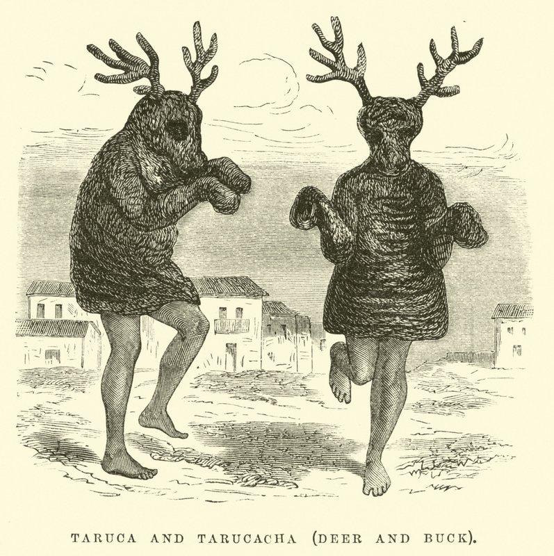 Taruca und Tarucacha, Hirsch und Bock von Edouard Riou