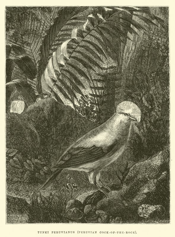 Tunki Peruvianus, Peruanischer Felsenhahn von Edouard Riou