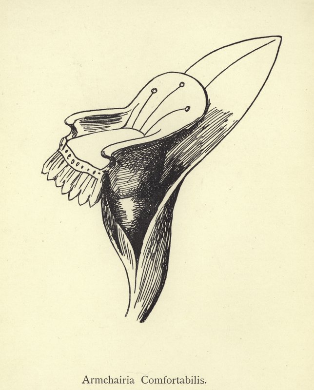 Armchairia Comfortabilis von Edward Lear