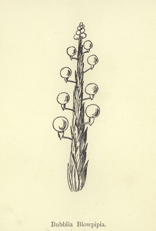 Bubblia Blowpipia von Edward Lear
