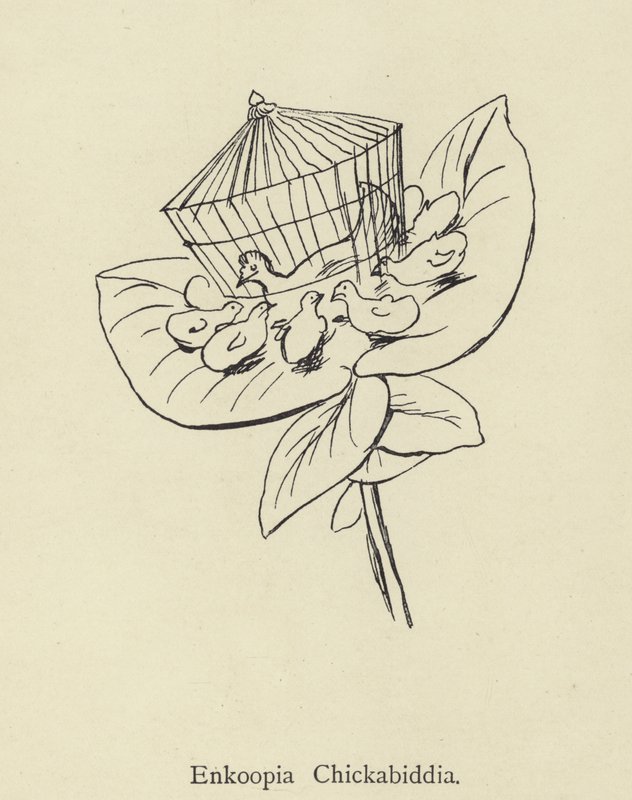 Enkoopia Chickabiddia von Edward Lear