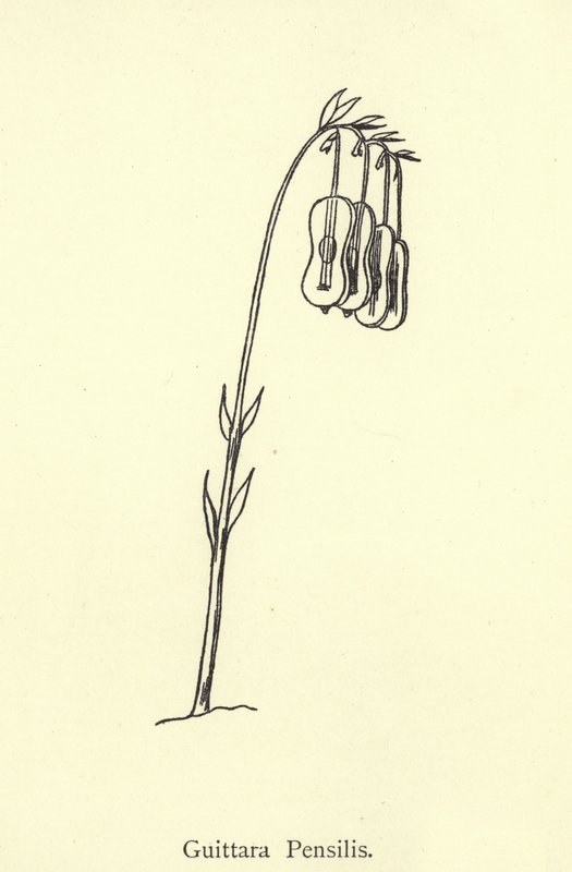 Guittara Pensilis von Edward Lear