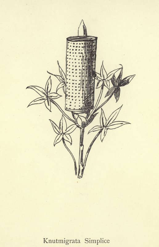 Knutmigrata Simplice von Edward Lear