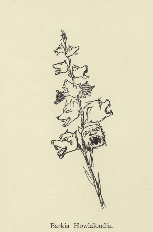 Barkia Howlaloudia von Edward Lear
