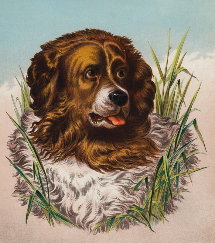 Der Neufundländer von Edwin (after) Landseer