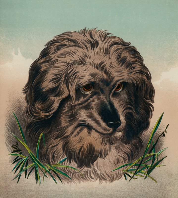 Der Skye Terrier von Edwin (after) Landseer