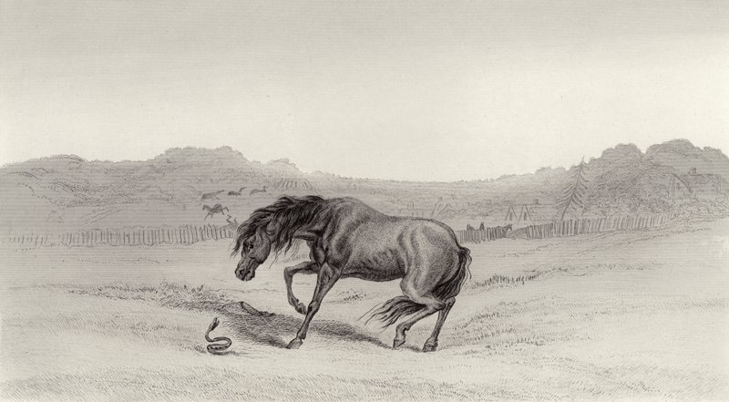 Erschrocken! von Edwin Landseer