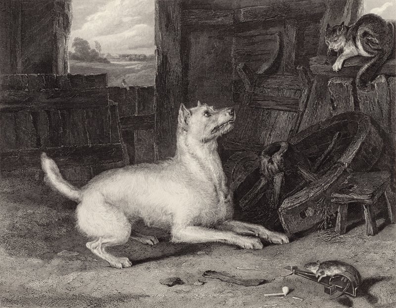 Der Eindringling von Edwin Landseer