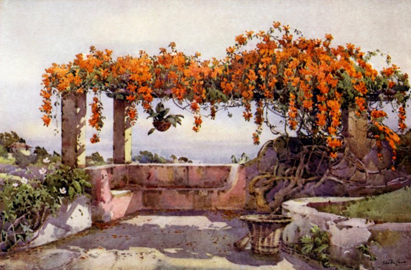 Bignonia Venusta von Ella Du Cane
