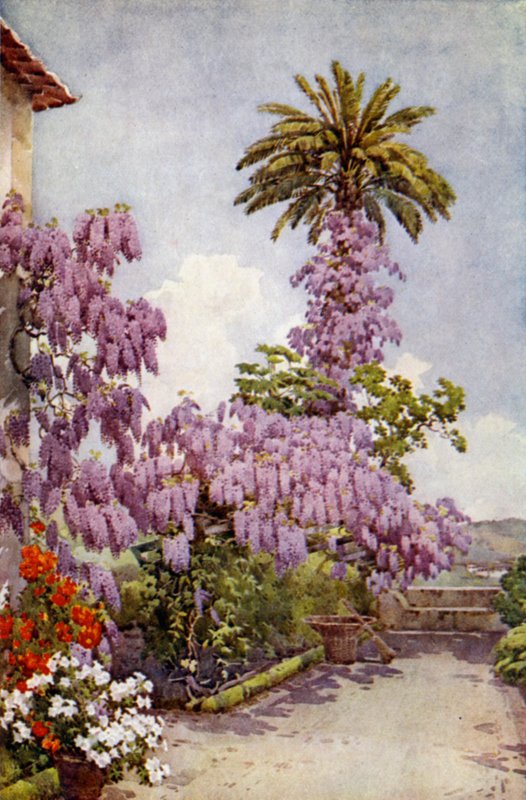 Wisteria, Quinta Da Levada von Ella Du Cane