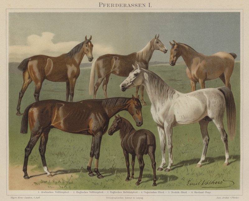 Pferderassen von Emil Volkers