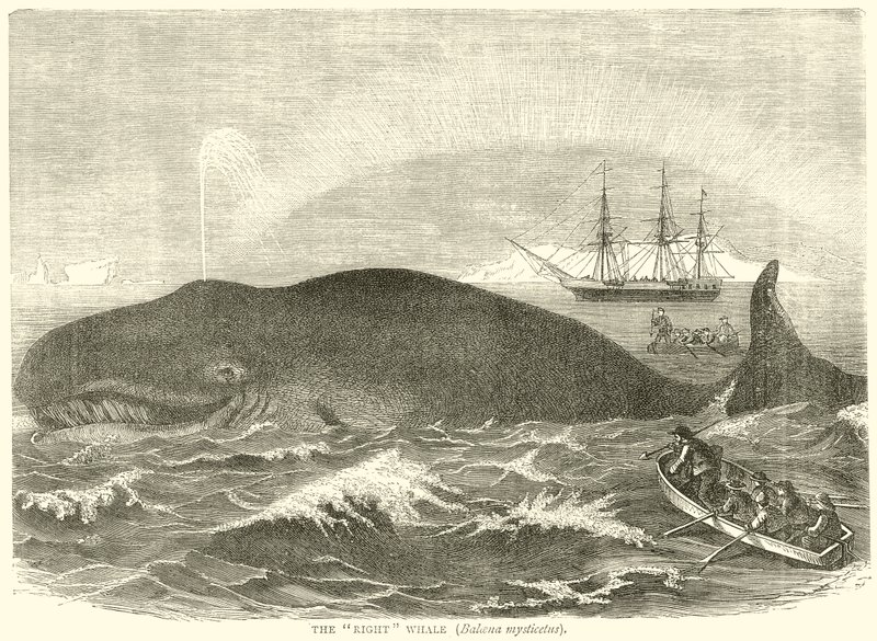 Der Nordkaper (Balaena Mysticetus) von English School