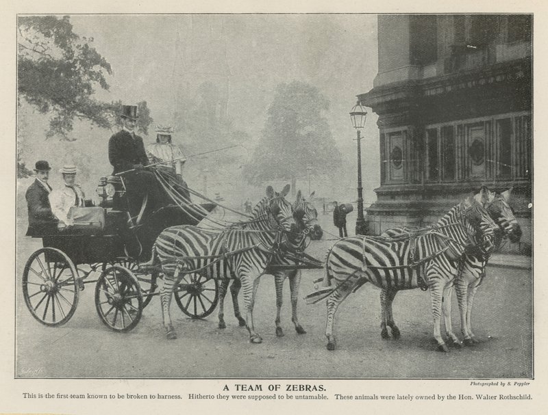 Ein Team von Zebras von English Photographer