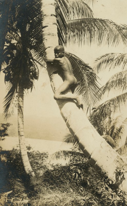 Junge, der auf einen Baum klettert, Constant Bay, Jamaika von English Photographer