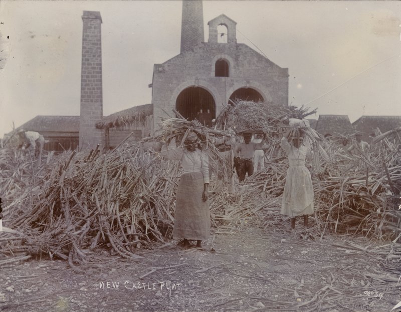 Newcastle Plantage, 1880 von English Photographer