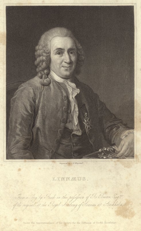 Porträt von Carl Linnaeus von English Photographer