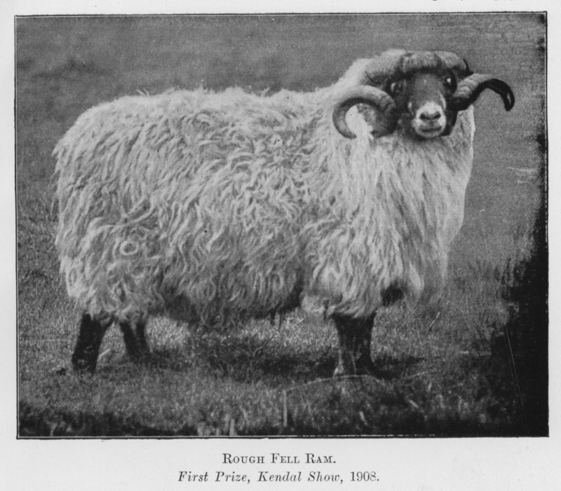 Rough Fell Widder, Erster Preis, Kendal Show von English Photographer