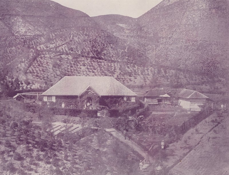 Teeplantage, Ceylon von English Photographer