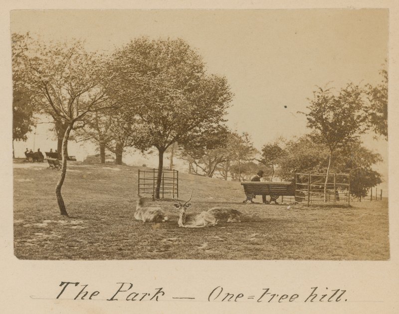 Der Park - One Tree Hill, Greenwich von English Photographer