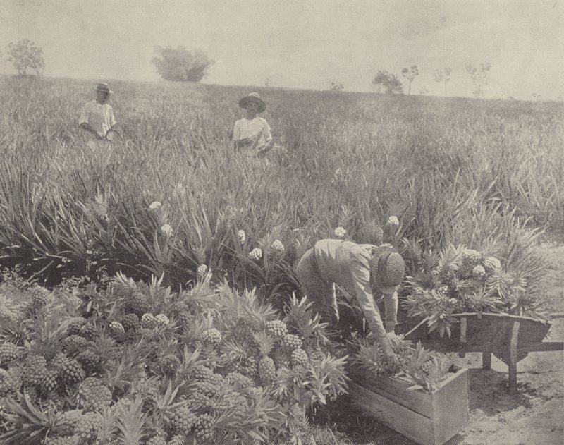 Die Ananas von English Photographer