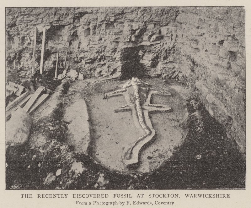 Das kürzlich entdeckte Fossil in Stockton, Warwickshire von English Photographer