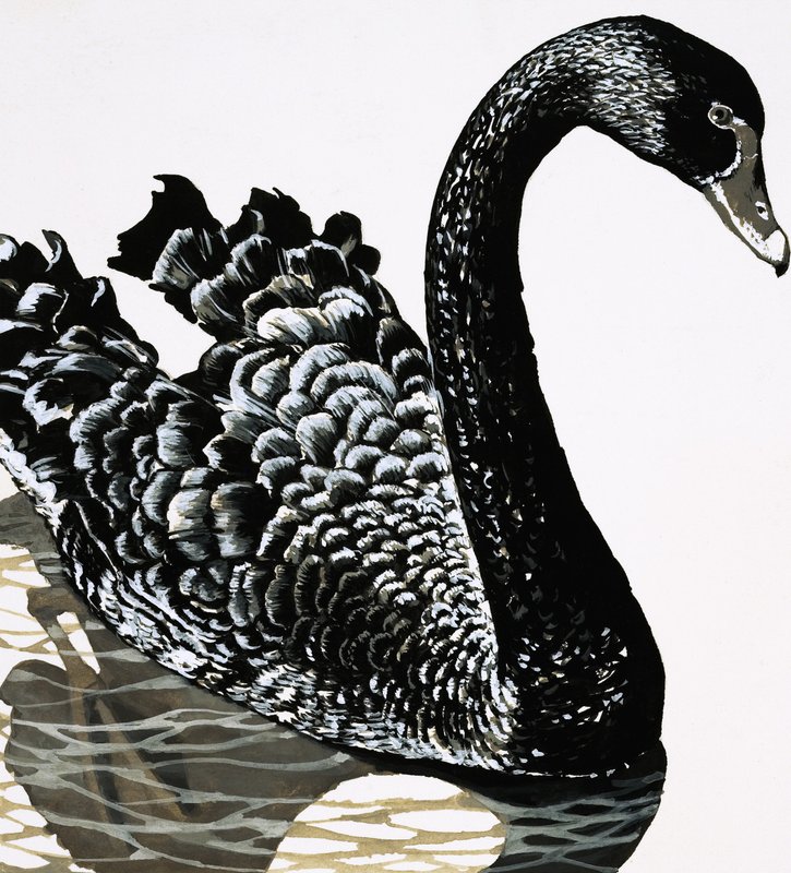 Ein schwarzer Schwan von English School