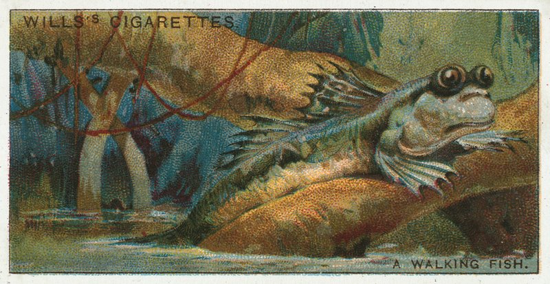 Ein gehender Fisch von English School